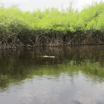 Alligator